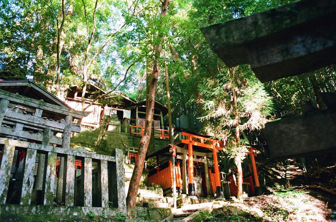 Traditional torii gates along the forested Kumano Kodo pilgrimage trail in Japan