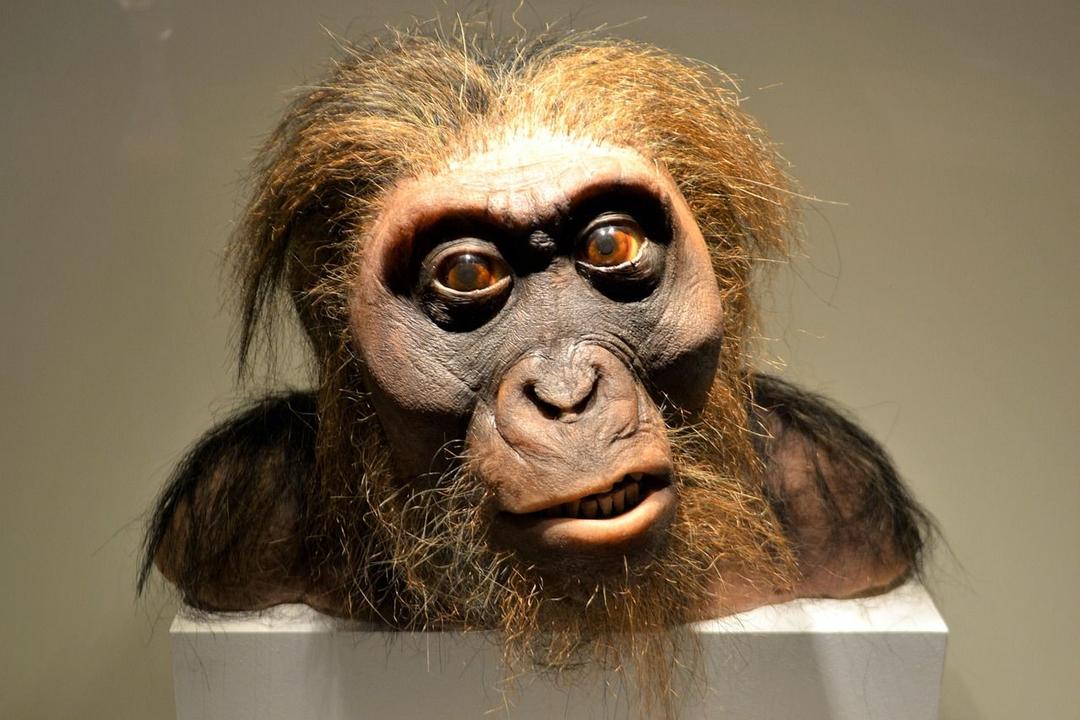 man, neanderthal, cave man, prehistoric, primitive human, museum, houston museum of science, artifact, ancient, ape, historic, adventure, discovery science, research, hairy, beast, pre-historic, history, old man, evolution, display, strange, orange hair, monkey