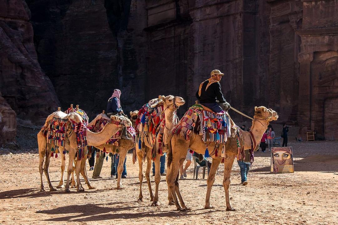 jordan, petra, camels, dromedary, nature, desert, tourism