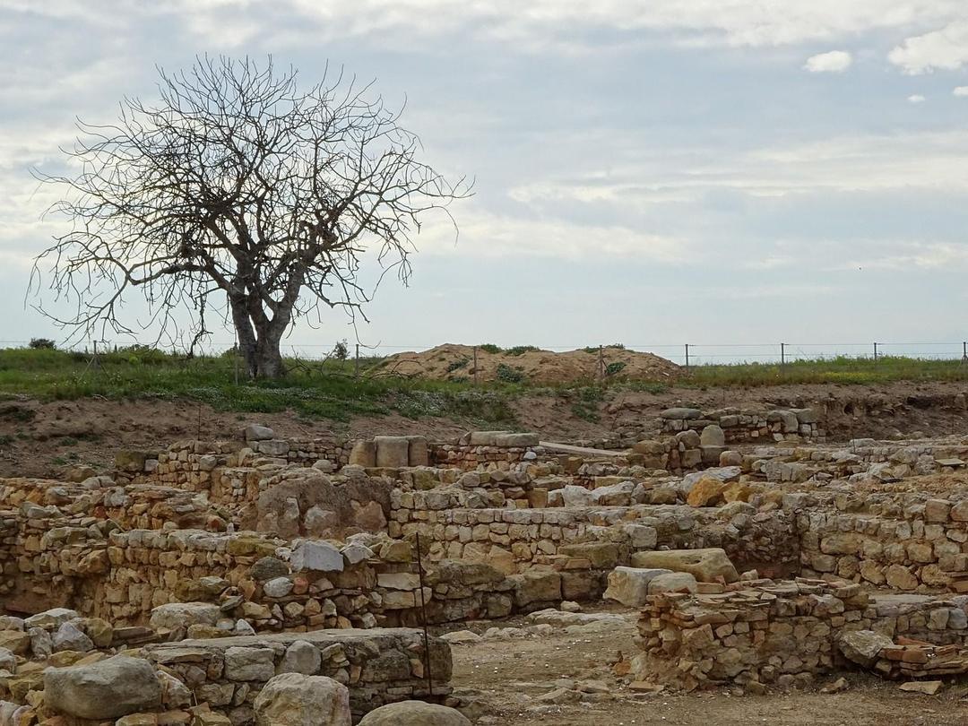 landscape, tree, stone, wall, travel, ancient, old, architecture, archeology, roman, nature, roman construction, roman remains, empúries, ampurias, ruins of ampurias, roman empire, antiquity, city, site, ruins, history, ancient rome